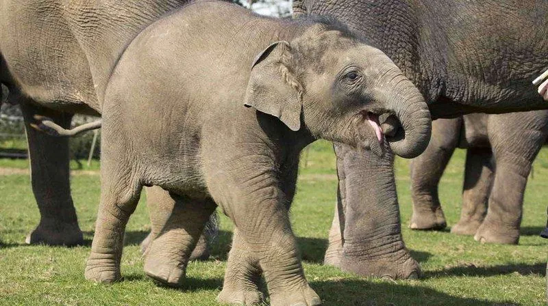 Eyes peeled for Elephants!