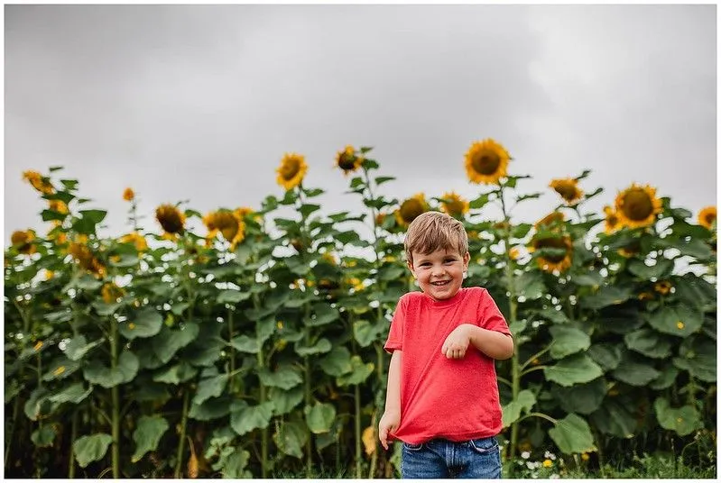 sunflowers grow in garden to help save bees