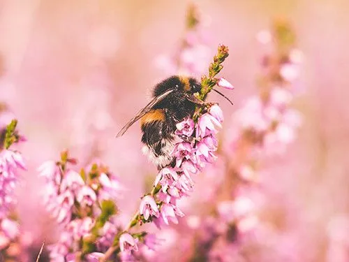 Bee in the garden