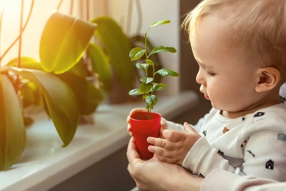 toddler holding baby plant