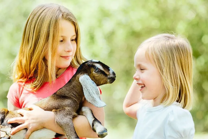 Children making goat puns to each other while holding a goat