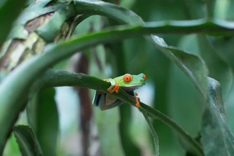 Nicaraguan frog, sitting on a branch in the rainforest, with wide orange eyes.