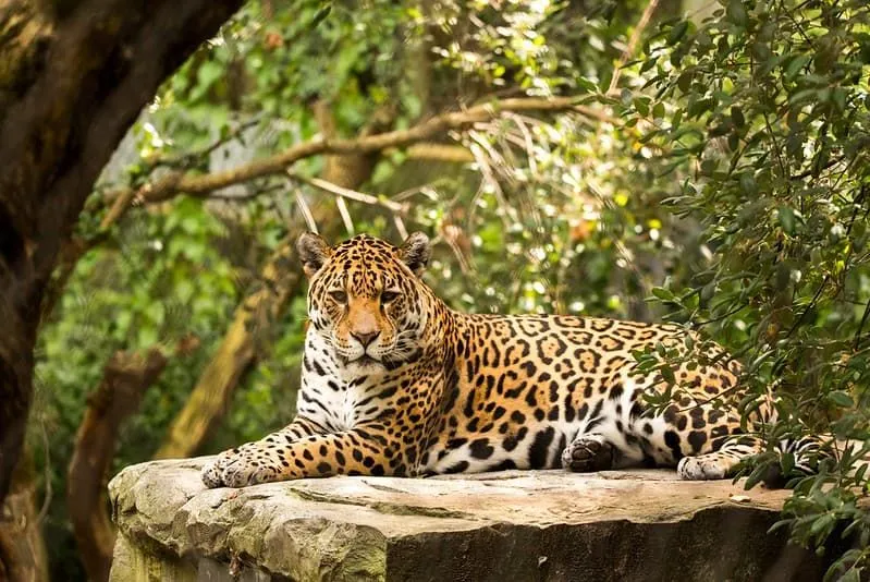 Majestic jaguar sitting on a large stone in the rainforest in Nicaragua.