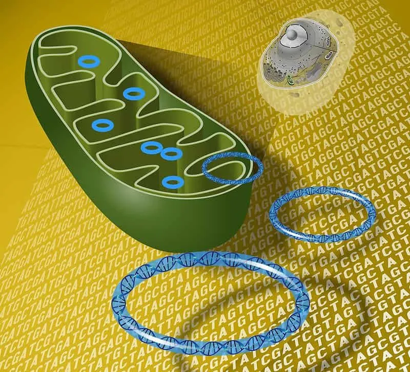 A cross-section diagram of mitochondria.