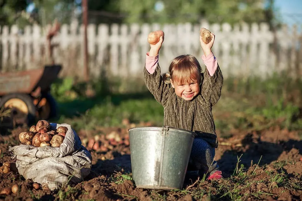 Little girl sat on the ground in the garden with a bucket of picked potatoes, holding up two in her hands.