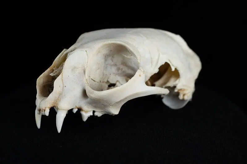 A cat's skull against a black background.