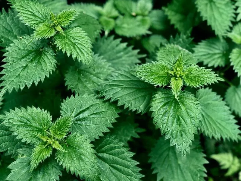 Nettle bushes which the Vikings used to make soup.