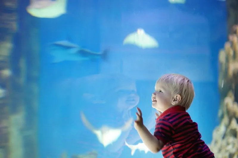 Toddler presses his hands against the fish tank as he marvels at the fish swimming.