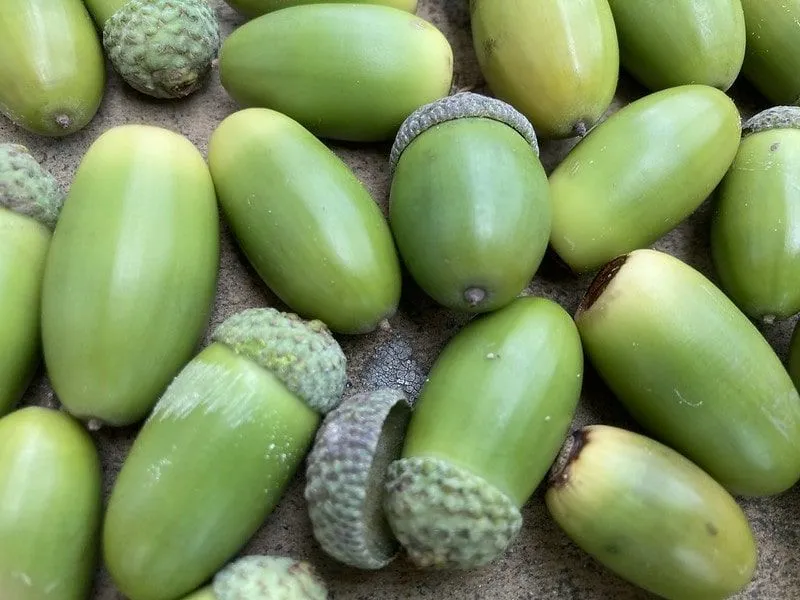 Lots of green acorns on the ground.