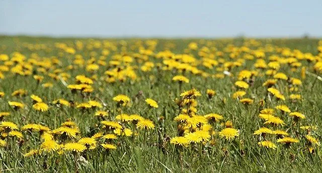 The common dandelion is recognizable due to its yellow flowers.