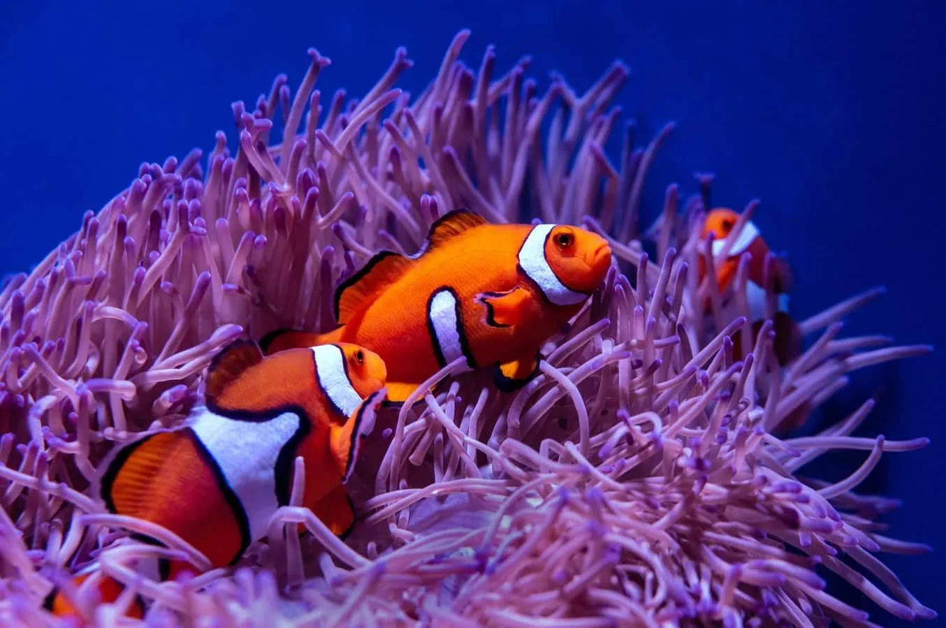 The relationship between the clownfish and sea anemone is called symbiosis