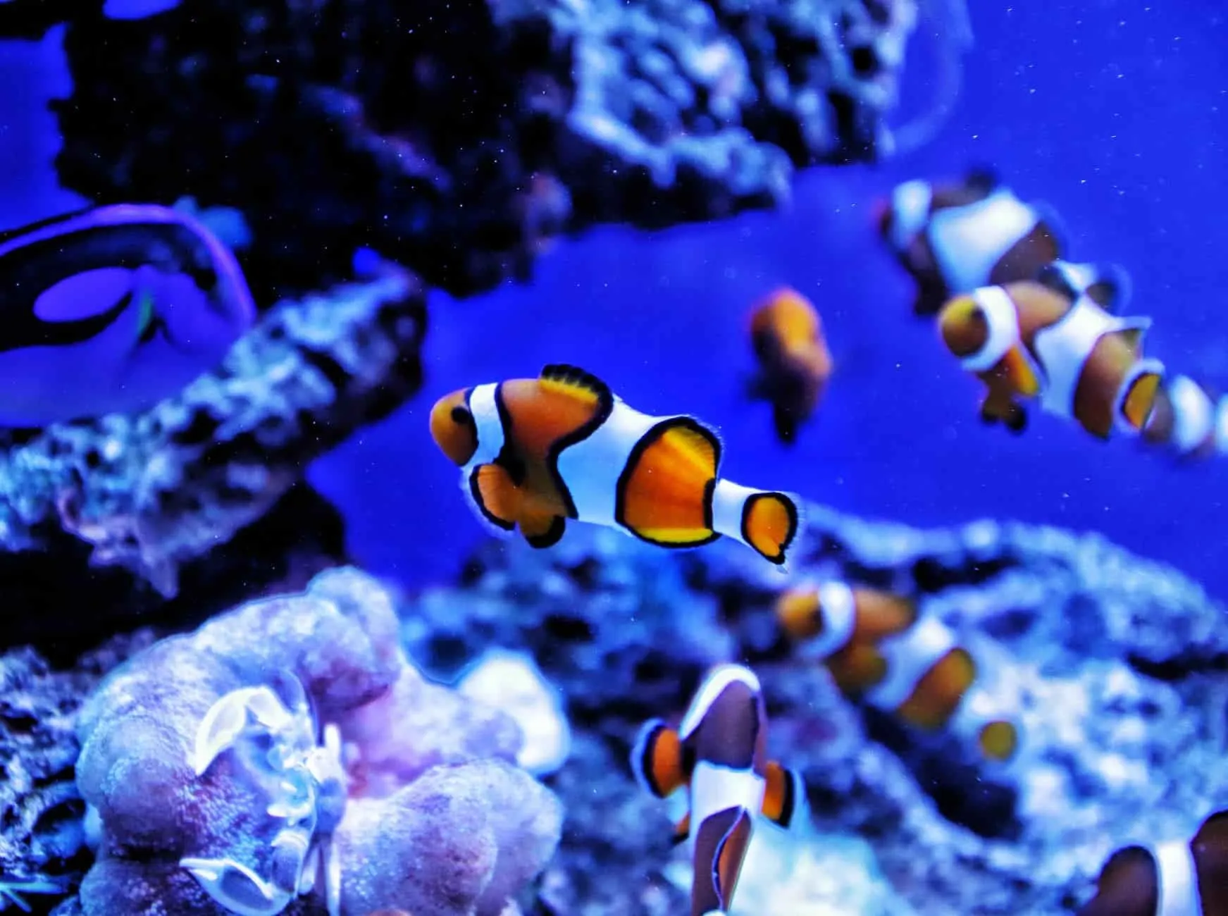 A group of clownfish is called a school