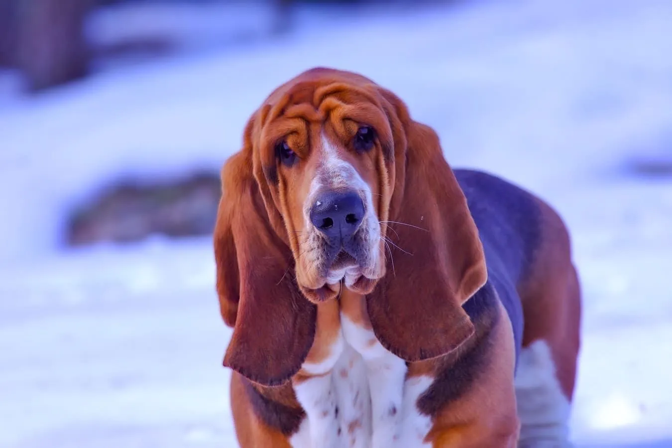 Despite their scary sounding names, bloodhounds are actually very gentle and love to cuddle. 