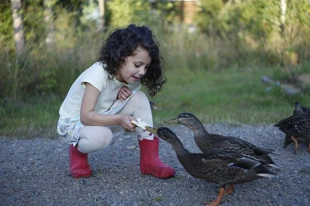 Backyard ducks puns will definitely make your day more fun.