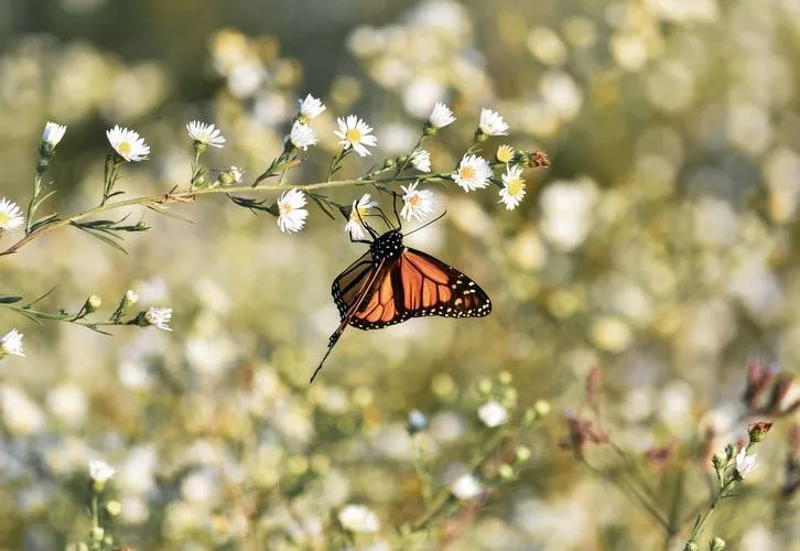 Life is as beautiful as the nature around us.