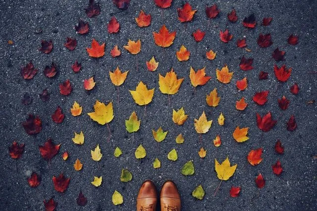 Trees shed their colorful leaves during fall.