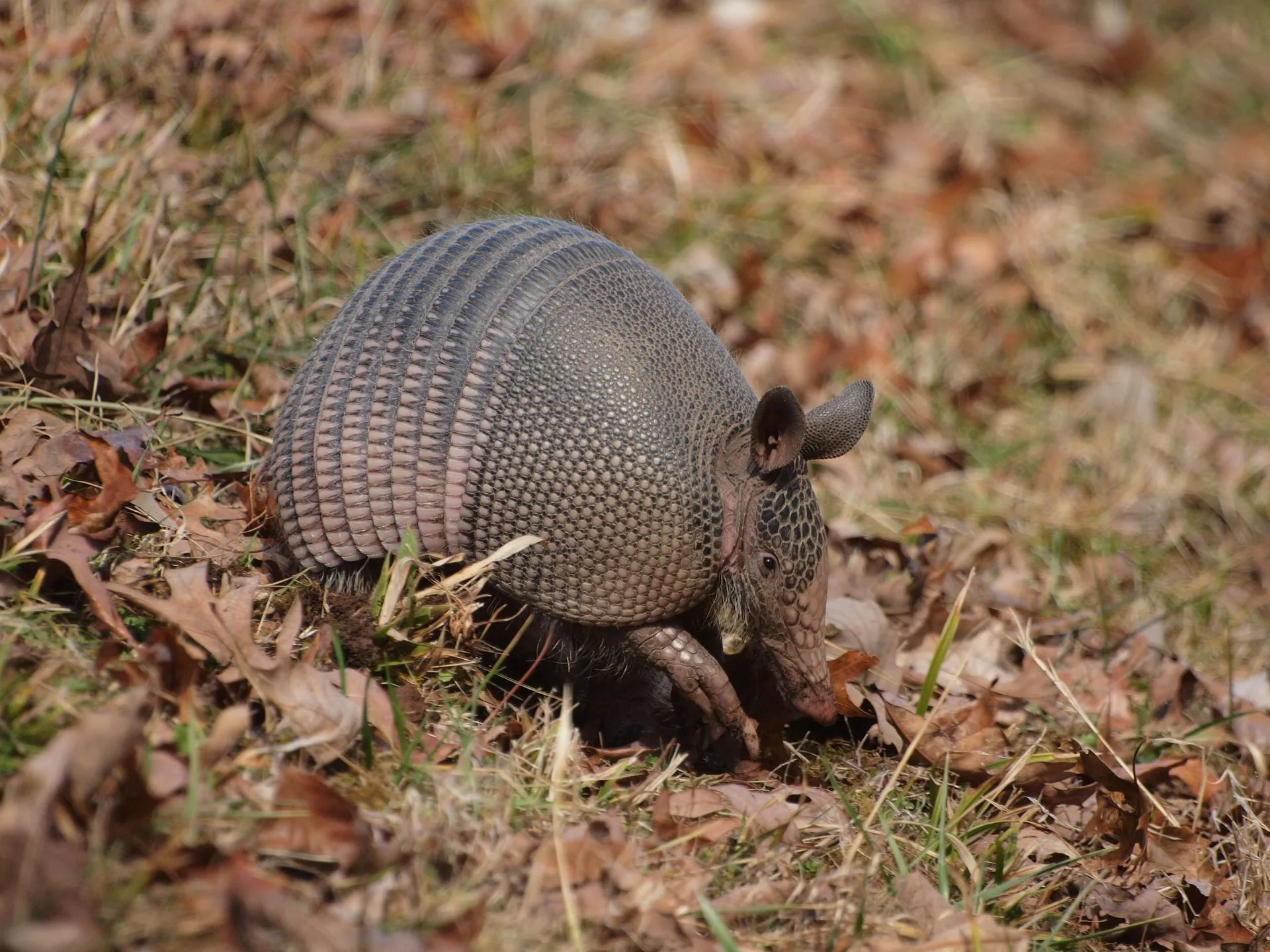 Many people want to know the answer to 'do armadillos lay eggs?'