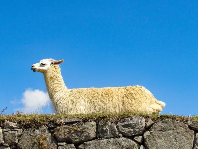 Llamas are considered to be social and intelligent animals.