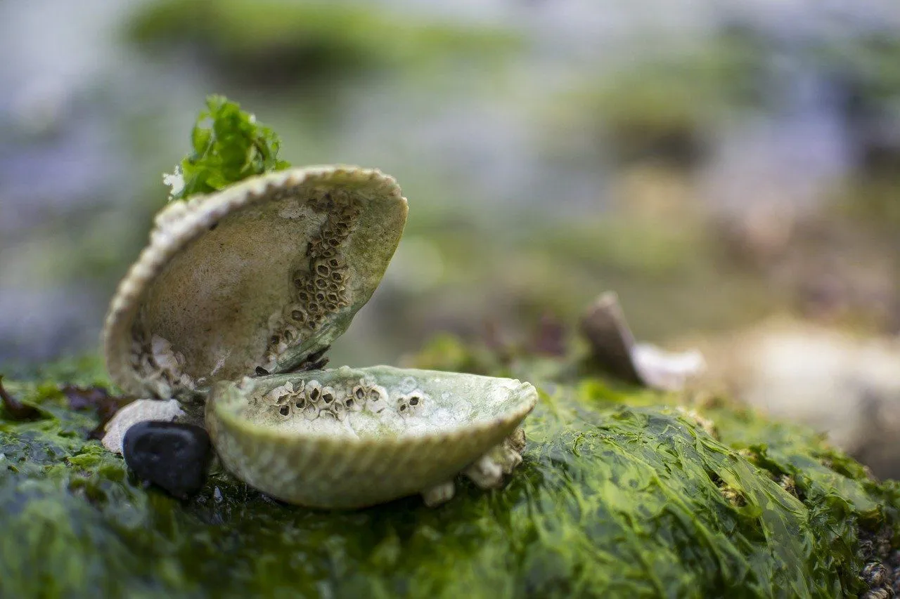 Do clams have eyes? Yes, they do, but the optics of clam eyes are set up very differently than our ocular organs.