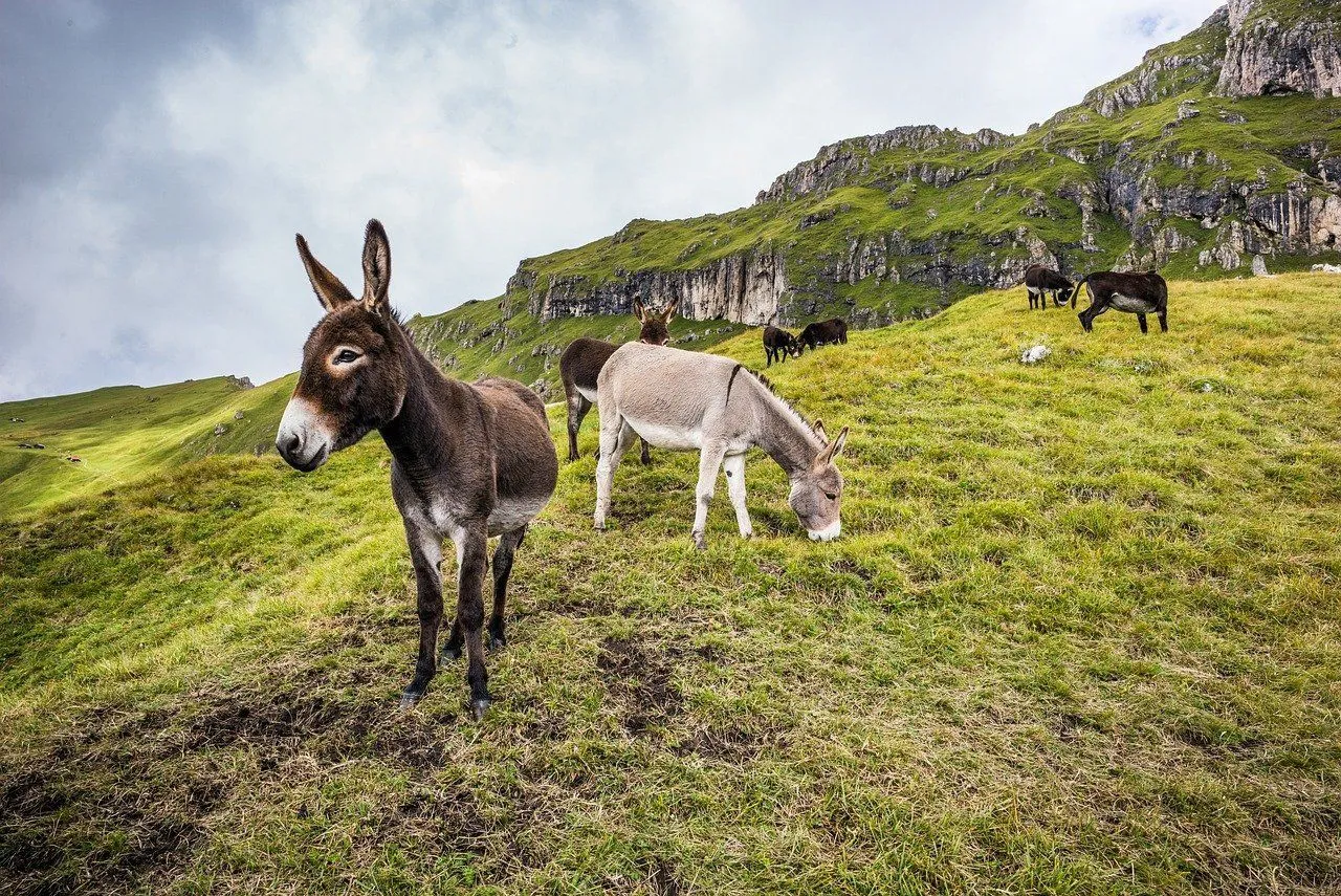 Learn interesting hinny vs mule facts here at Kidadl!)