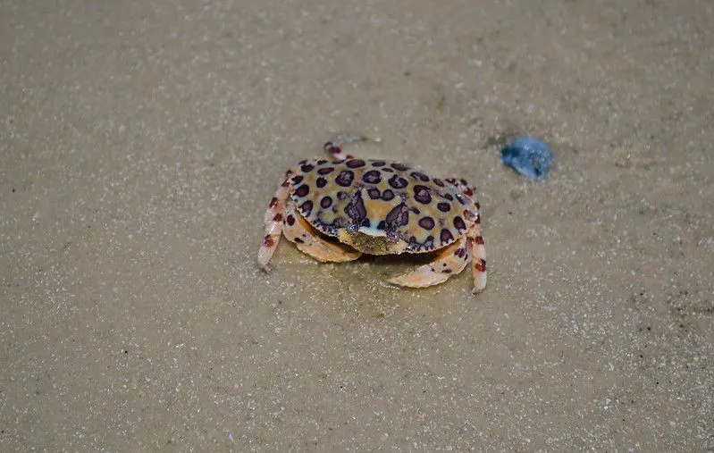 Learn some calico crab facts with us today!