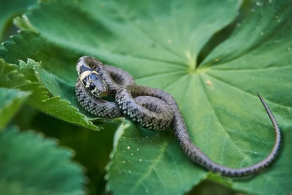 Most homeowners want to know that 'are garden snakes poisonous'.