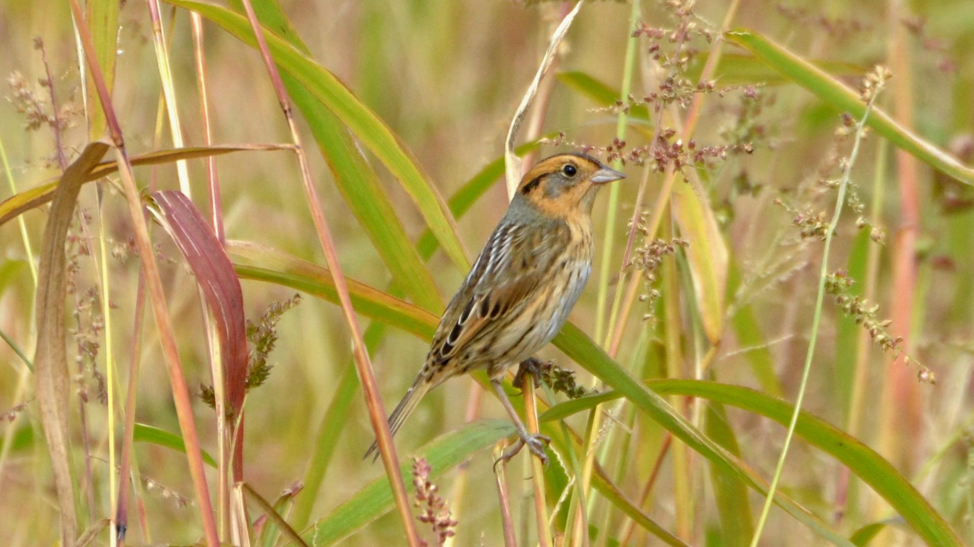 Facts and information about Nelson's sparrow are educational!