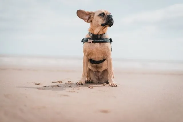 A puggle dog is extremely active and fun-loving.