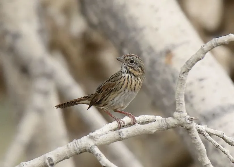 Read Lincoln's sparrow facts to know more about the breeding season of these North American birds.