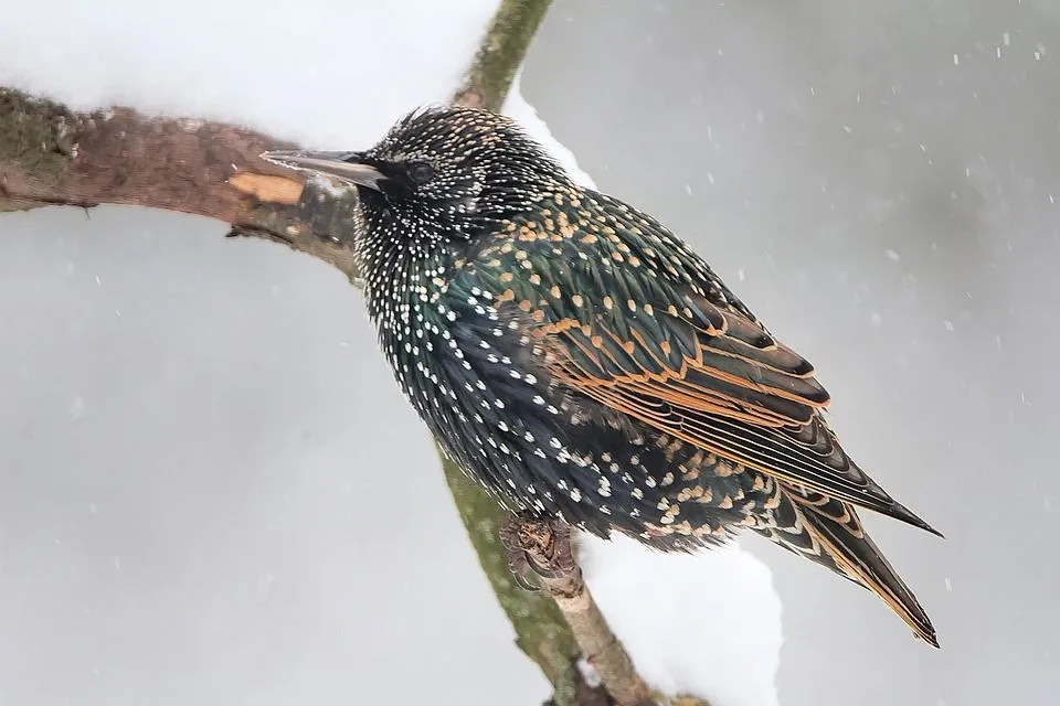 Read these amazing facts about the birds of Connecticut.