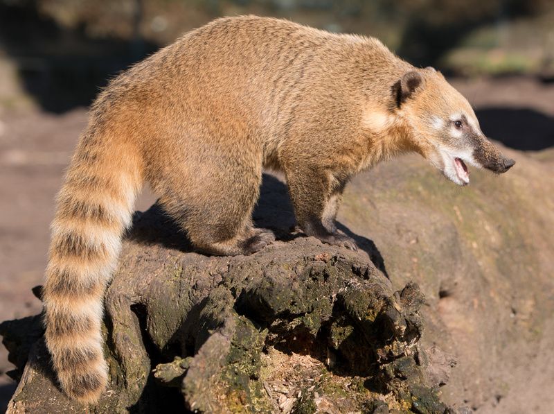 Mexican Lemur standing on a rock - Animal facts