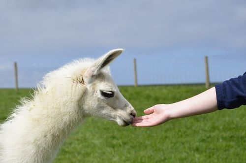 Child sticking out their arm to feed a llama at Playdale Farm Park.