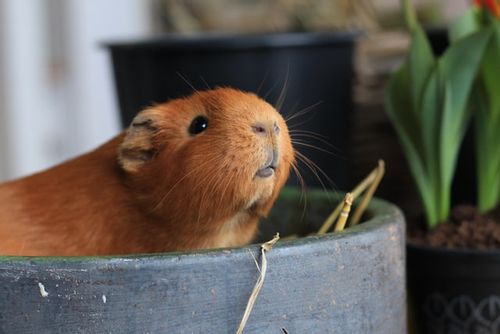 Your sweet little guinea pig deserves a sweet name matching its personality.