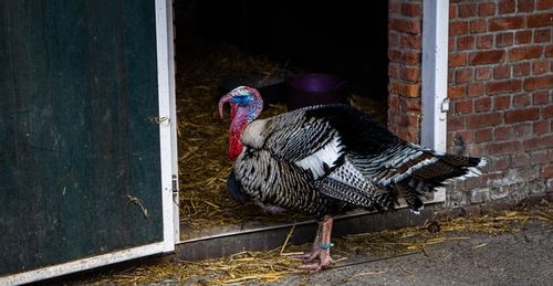 There are hundreds of best turkey names