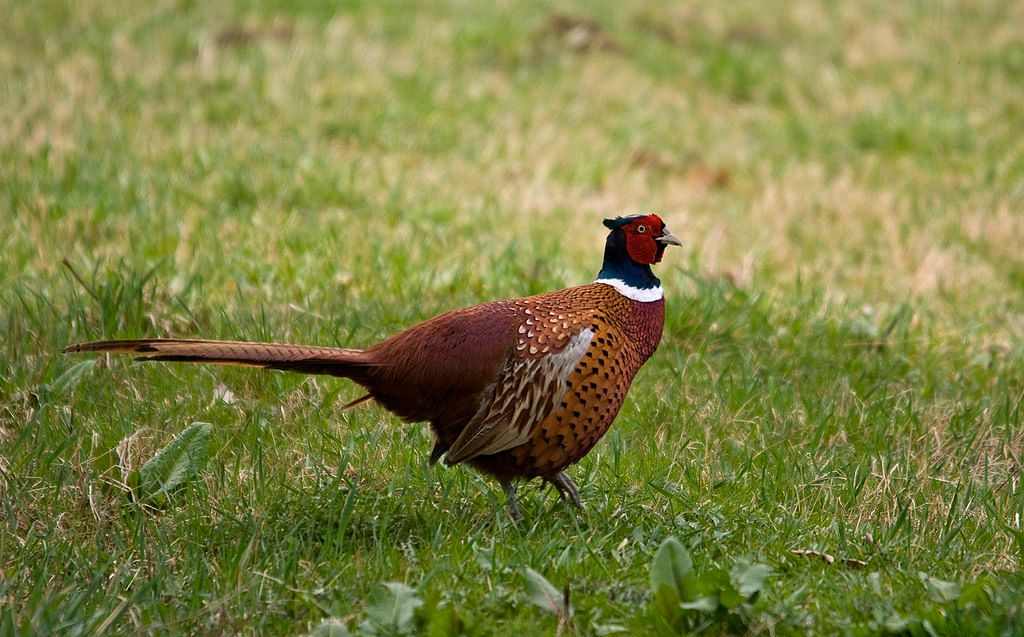 Swinhoe's pheasants may be often seen feeding in groups frequently in Taiwan!