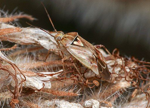 As tarnished plant bug prefers feeds on weeds, preventing the formation of young buds and flowers in such regions will keep the bug's population in control.