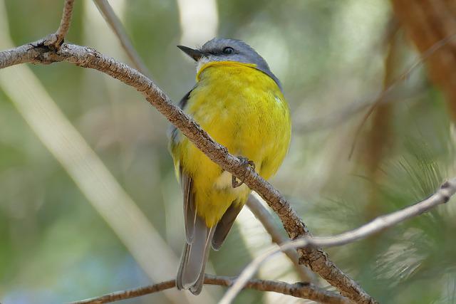 The nest of western yellow robins is open cup-shaped.