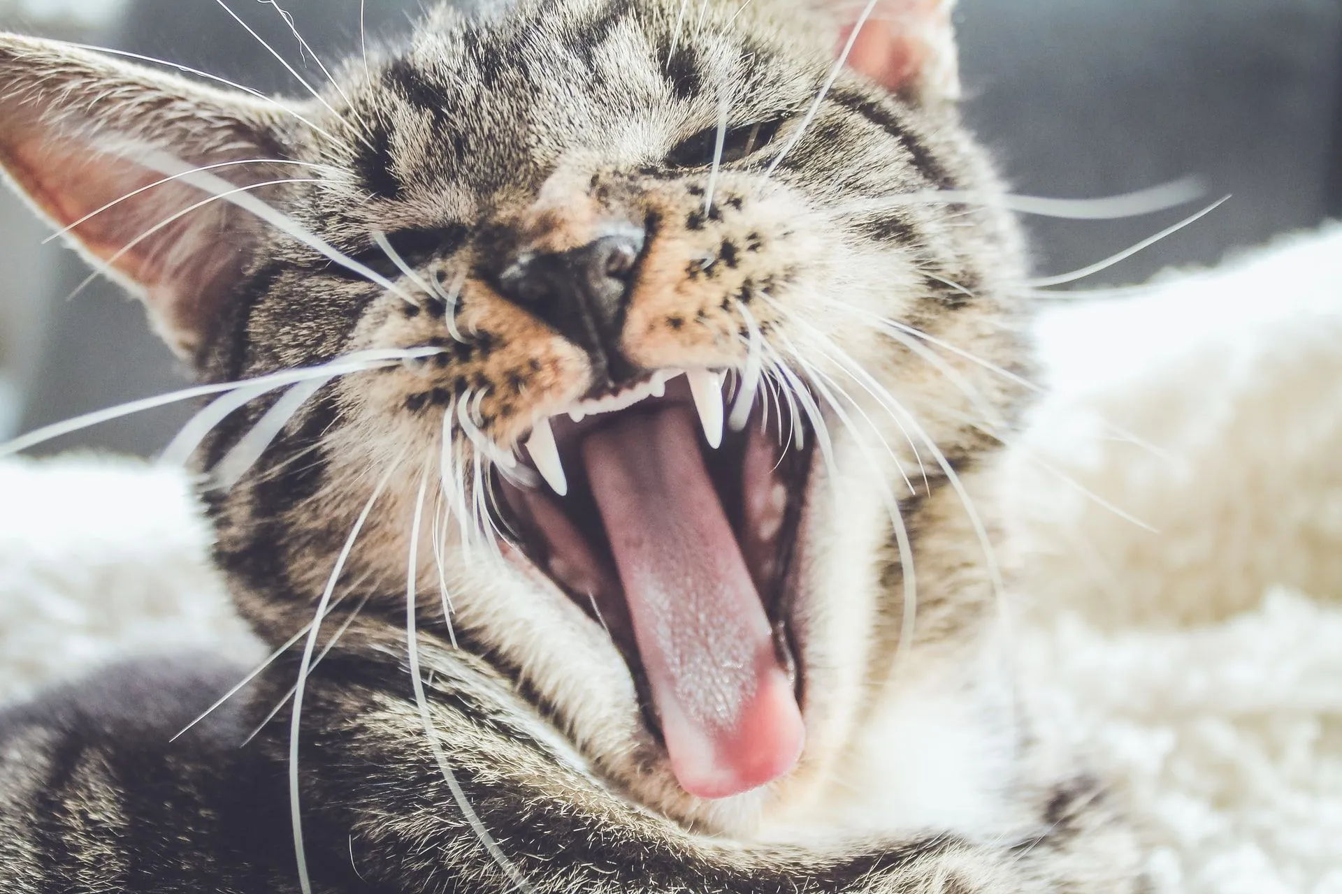 Sneezing paired with cats constantly rubbing their nose or face may indicate infections.