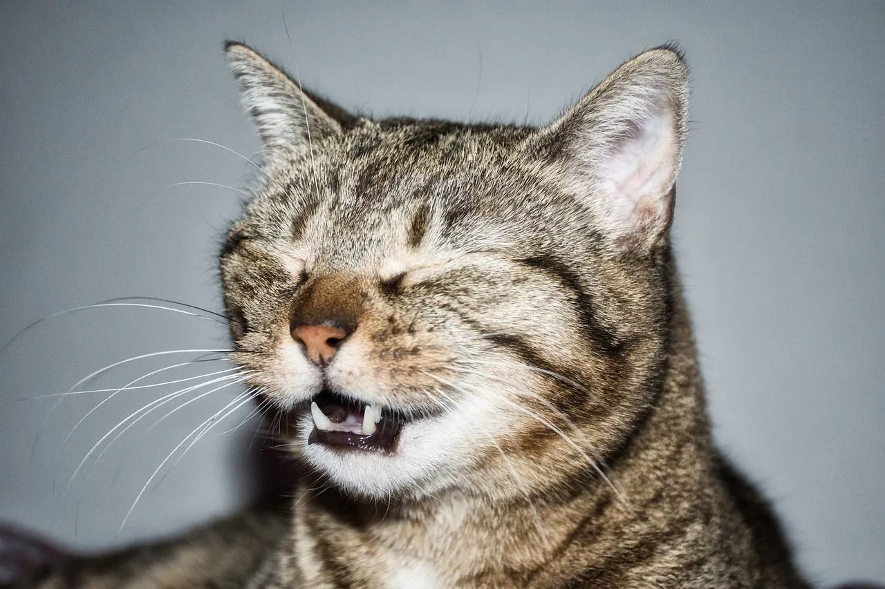 A cold or flu is not the only reason behind why do cats sneeze.