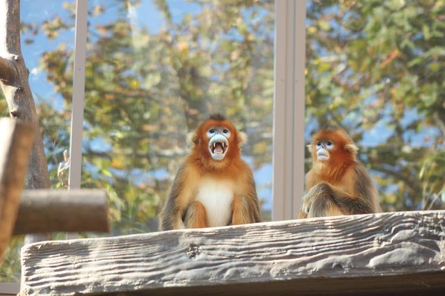 Yunnan snub-nosed monkeys are found at the highest altitudes of any officially recognized non-human primate.